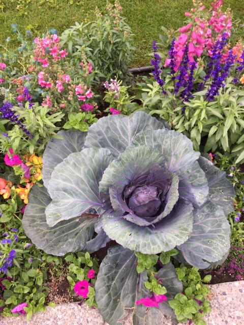 Cabbage