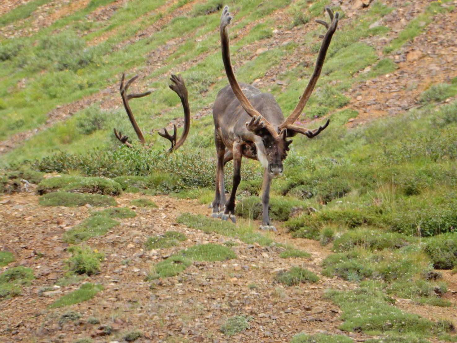 Caribou of Denali