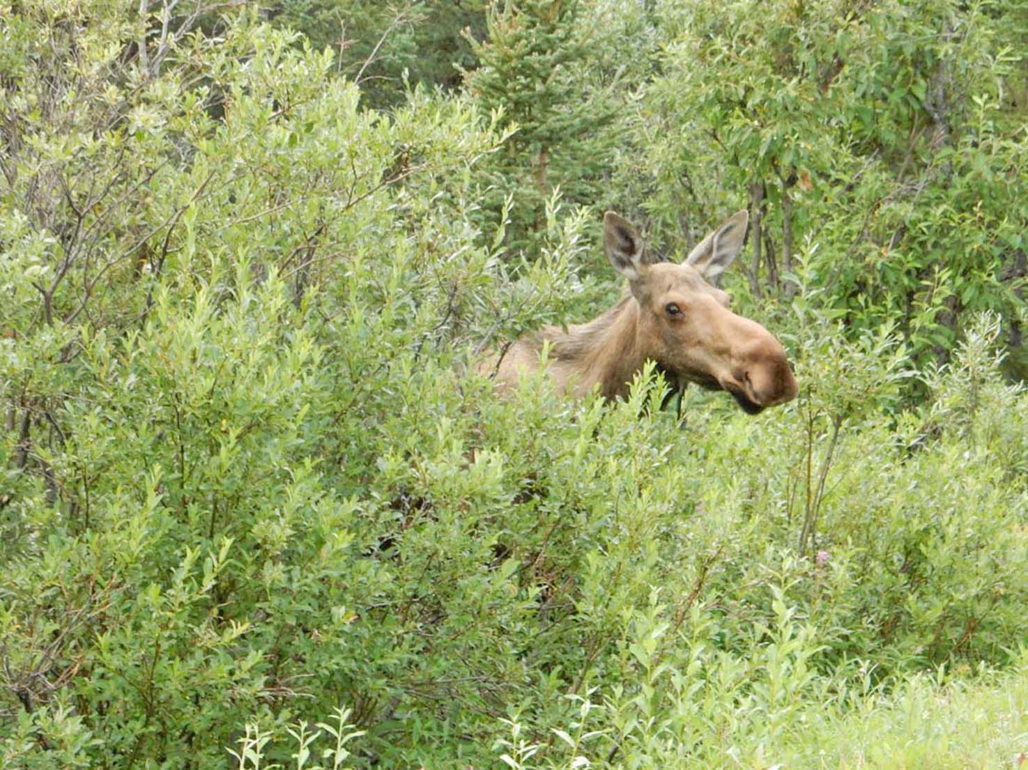 Moose