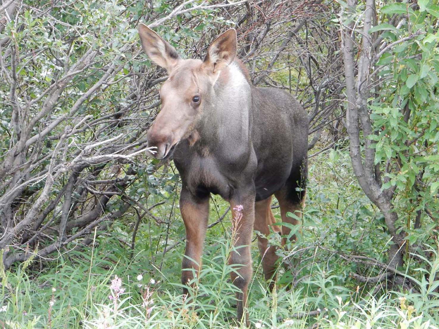 Moose Calf