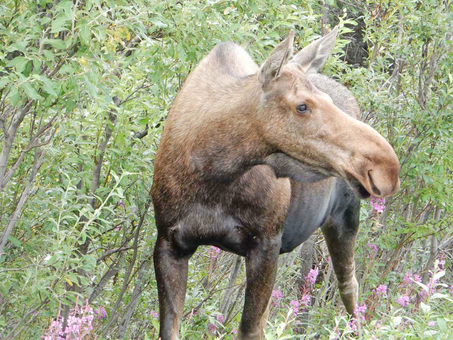 Moose
