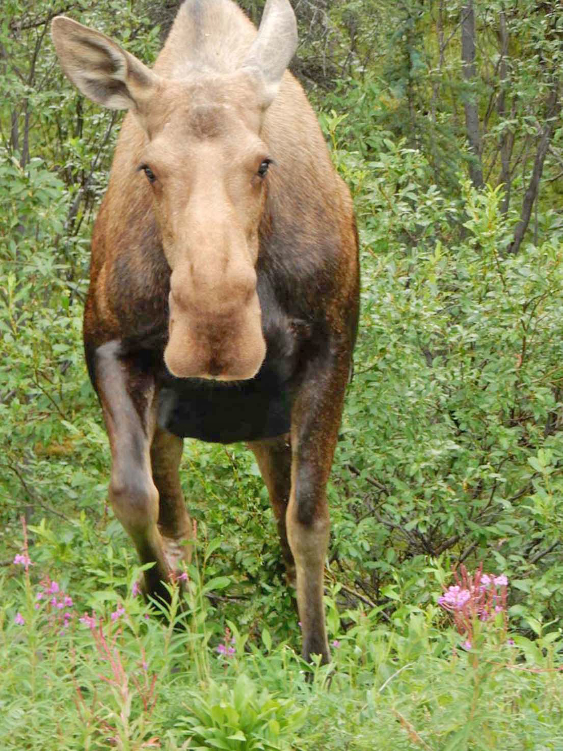 Moose