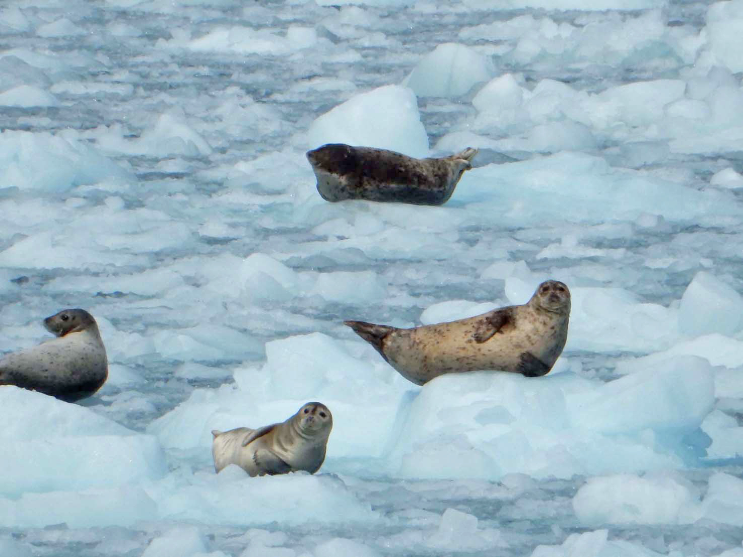 Seals of College Fjord