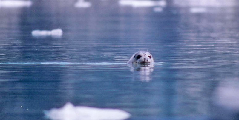 Seal