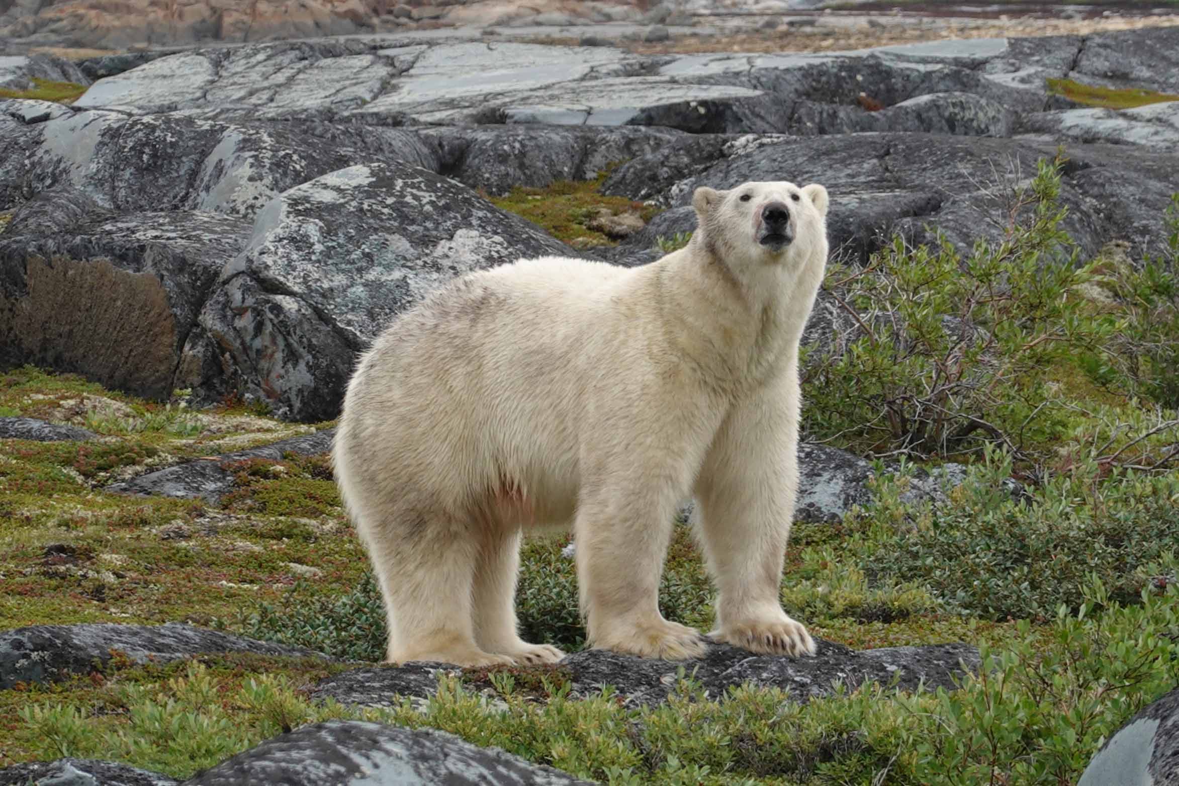 Polar Bear Churchill