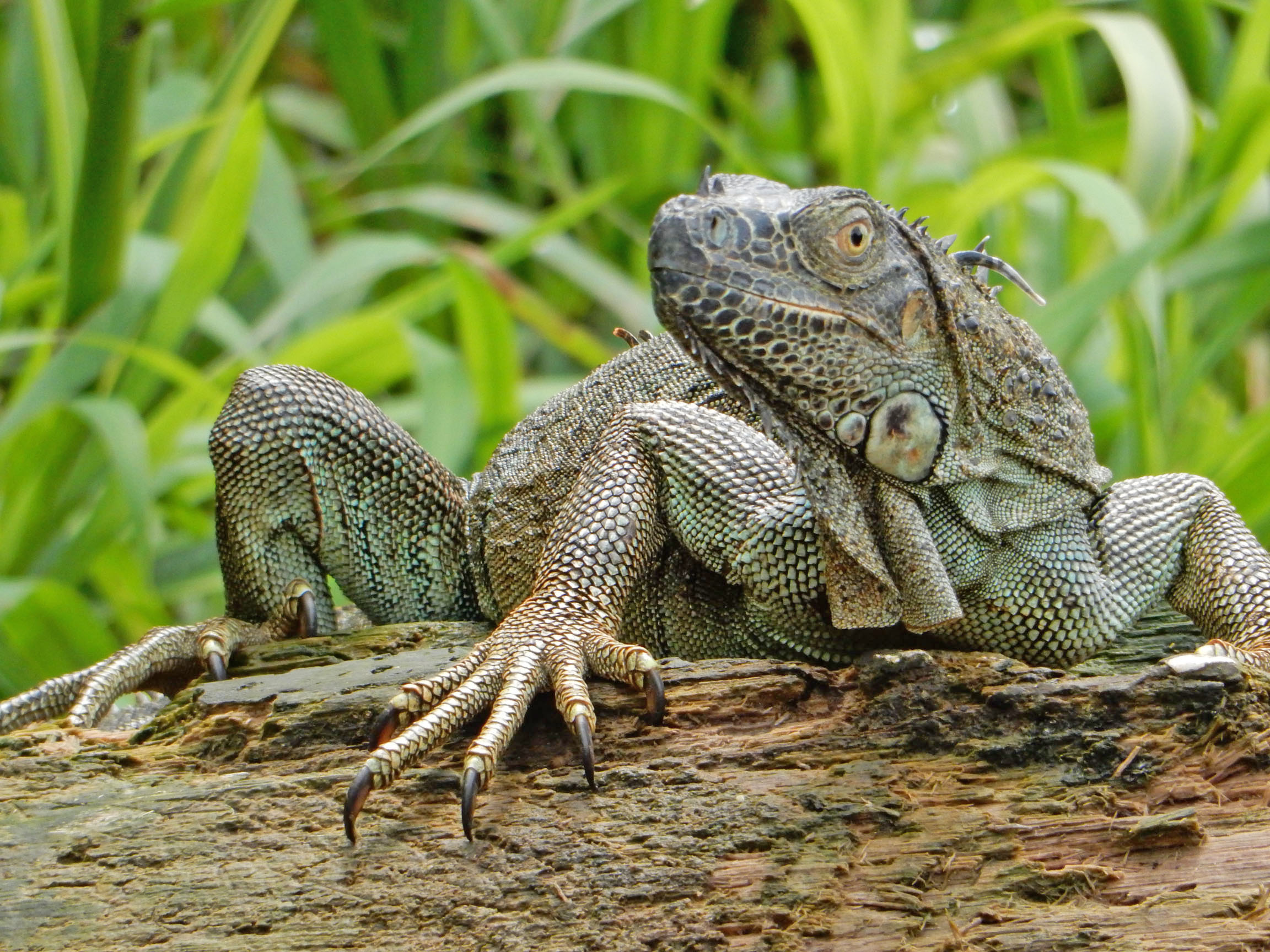 Iguana