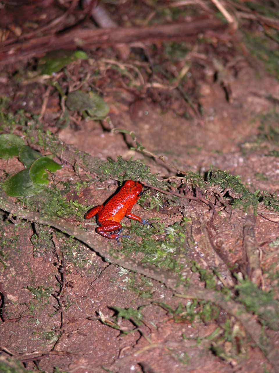 Frog