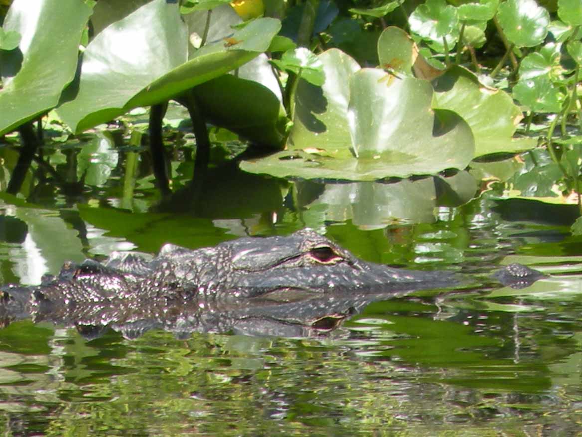 American Alligator