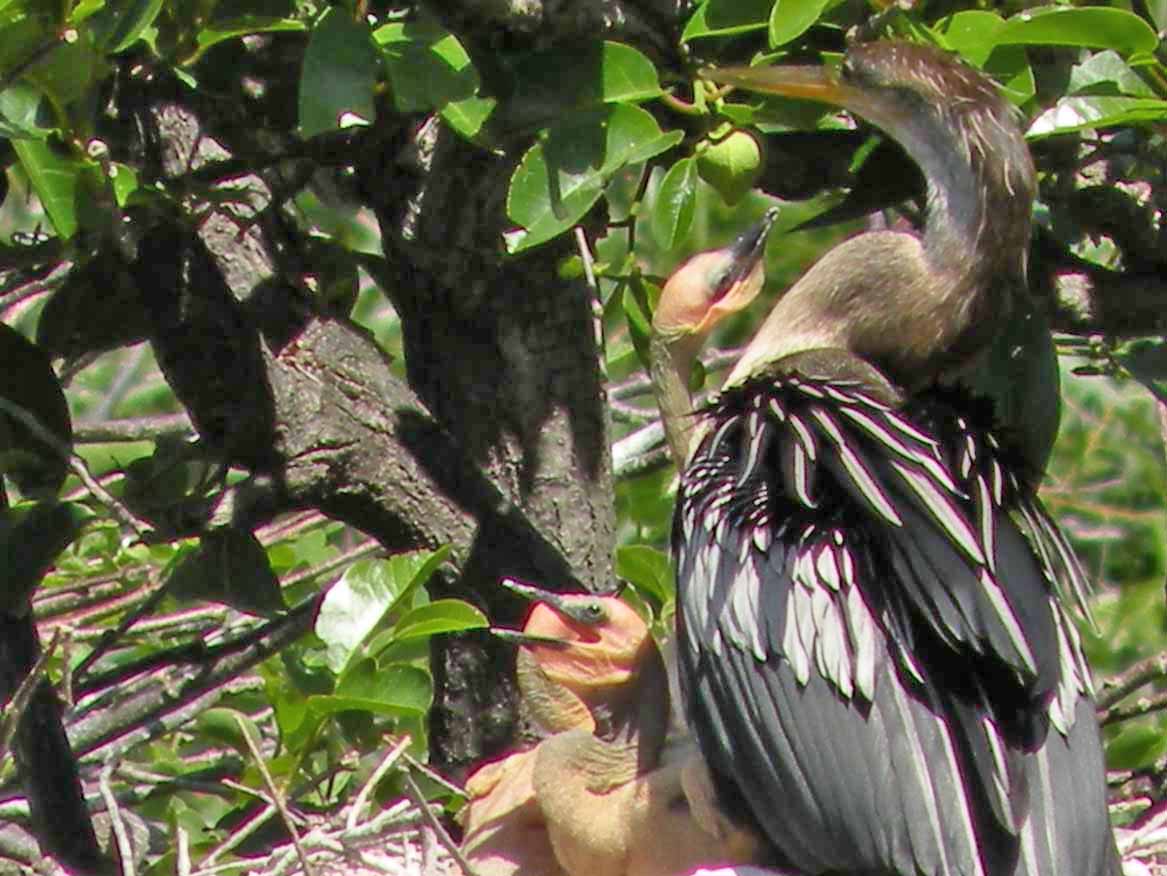 Anhinga with Chicks