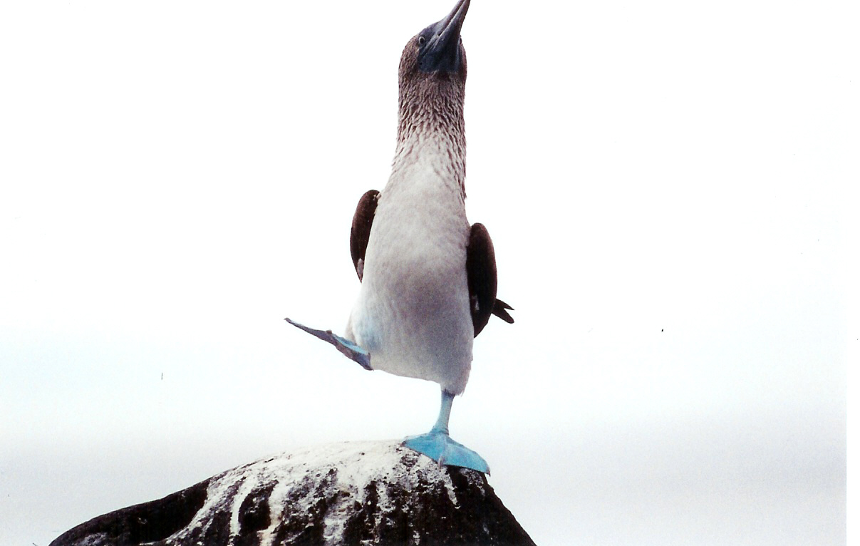 Blue Footed Booby Dance