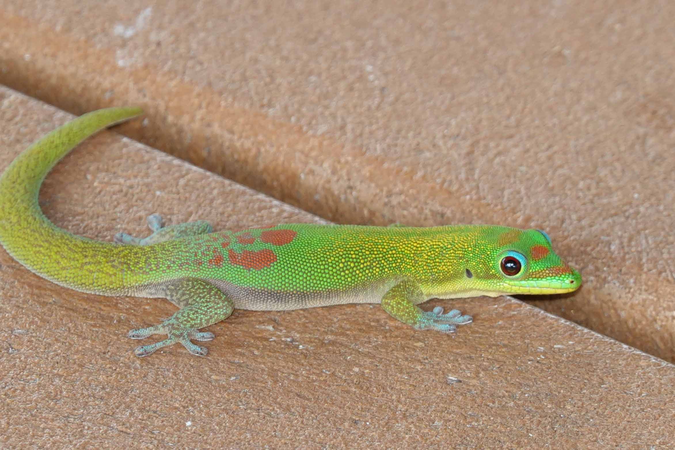 Gold Dust Day Gecko Kauai