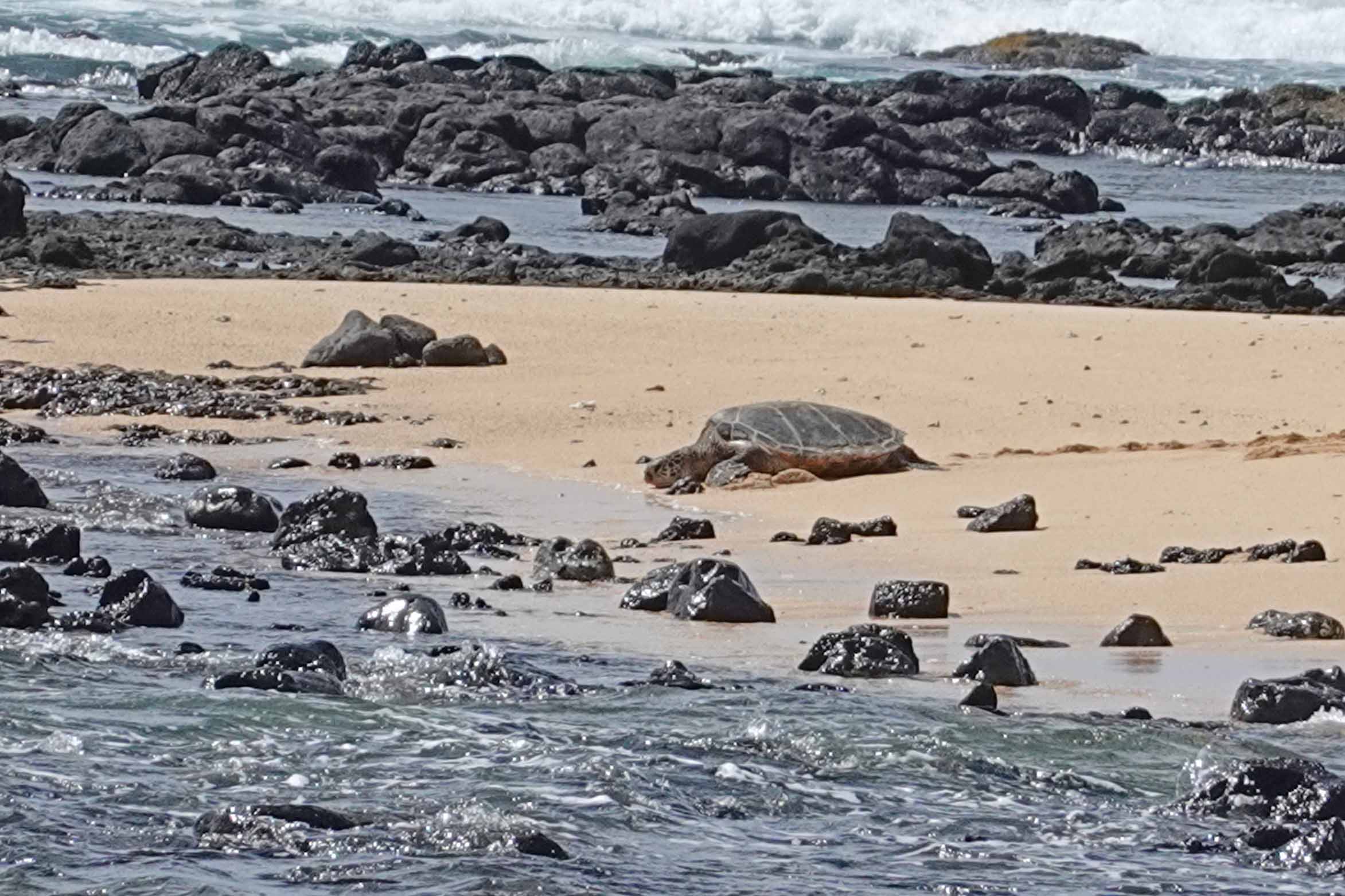 Poipu Beach Green Sea Turtle, Kauai