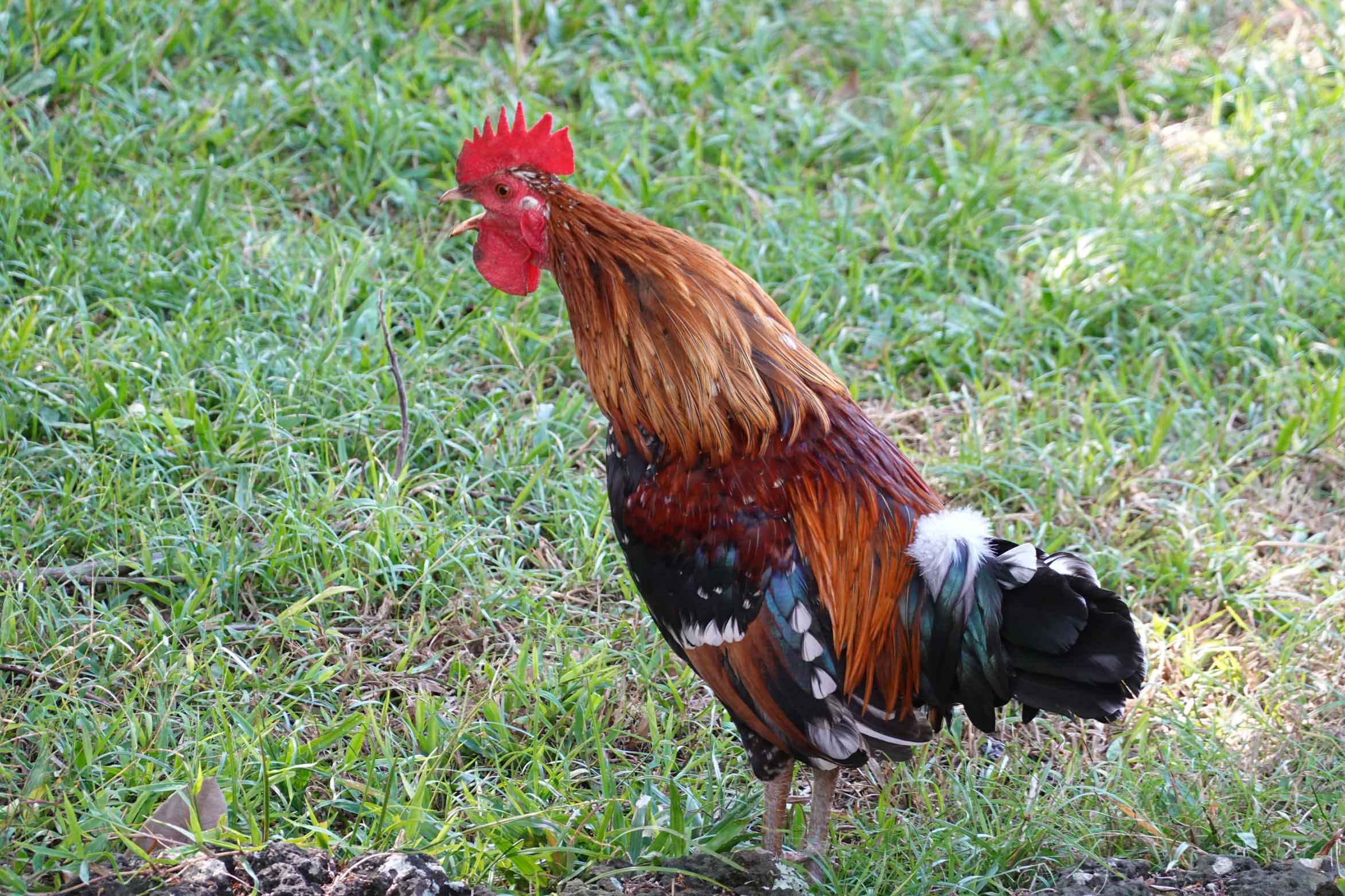 Rooster, Kauai