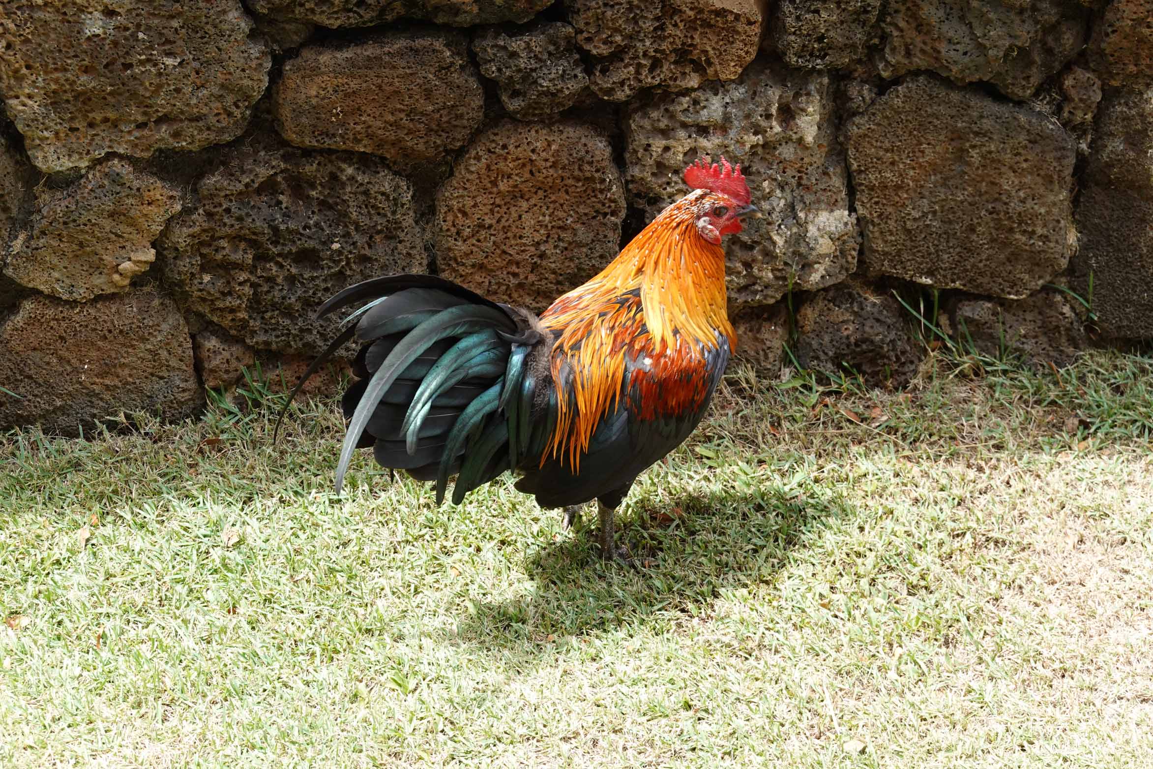Rooster, Kauai