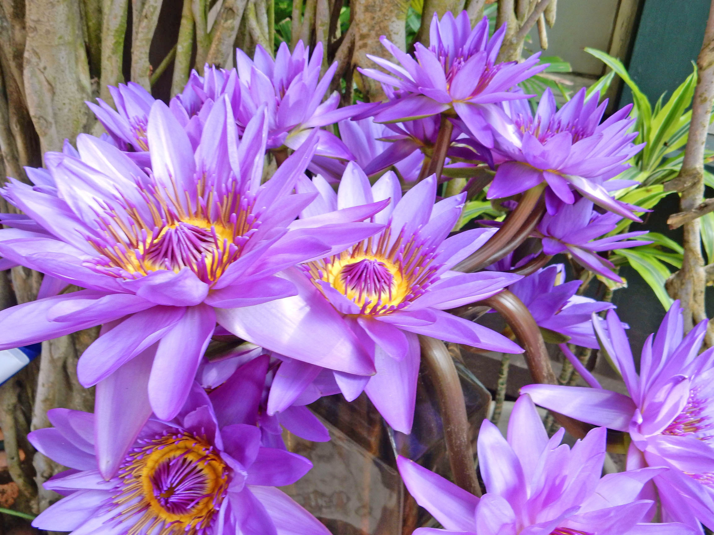 Water Lilies, Paia, Maui