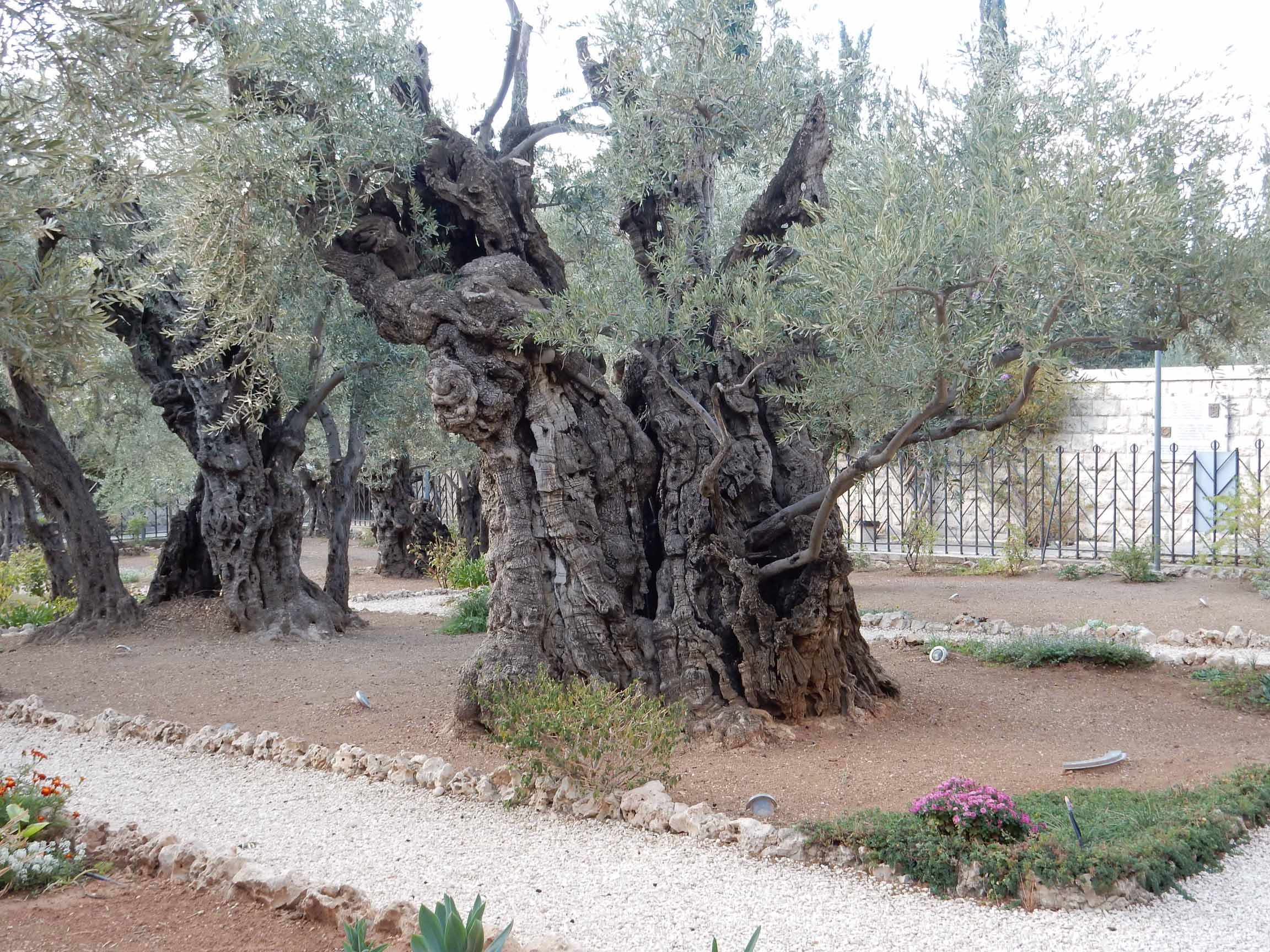 Garden of Gethsame