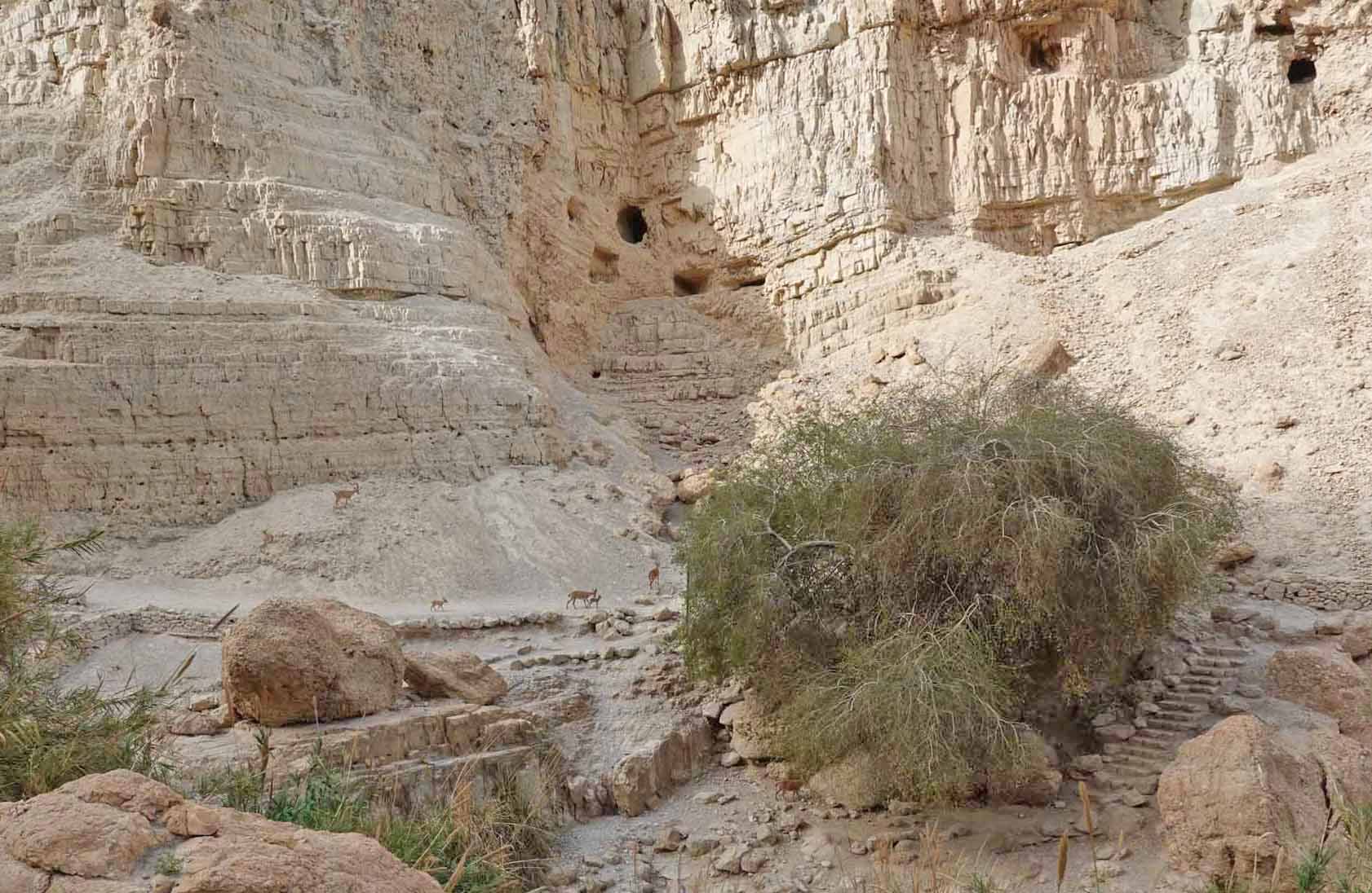 Ibex and Caves of the Ein Gedi Nature Reserve