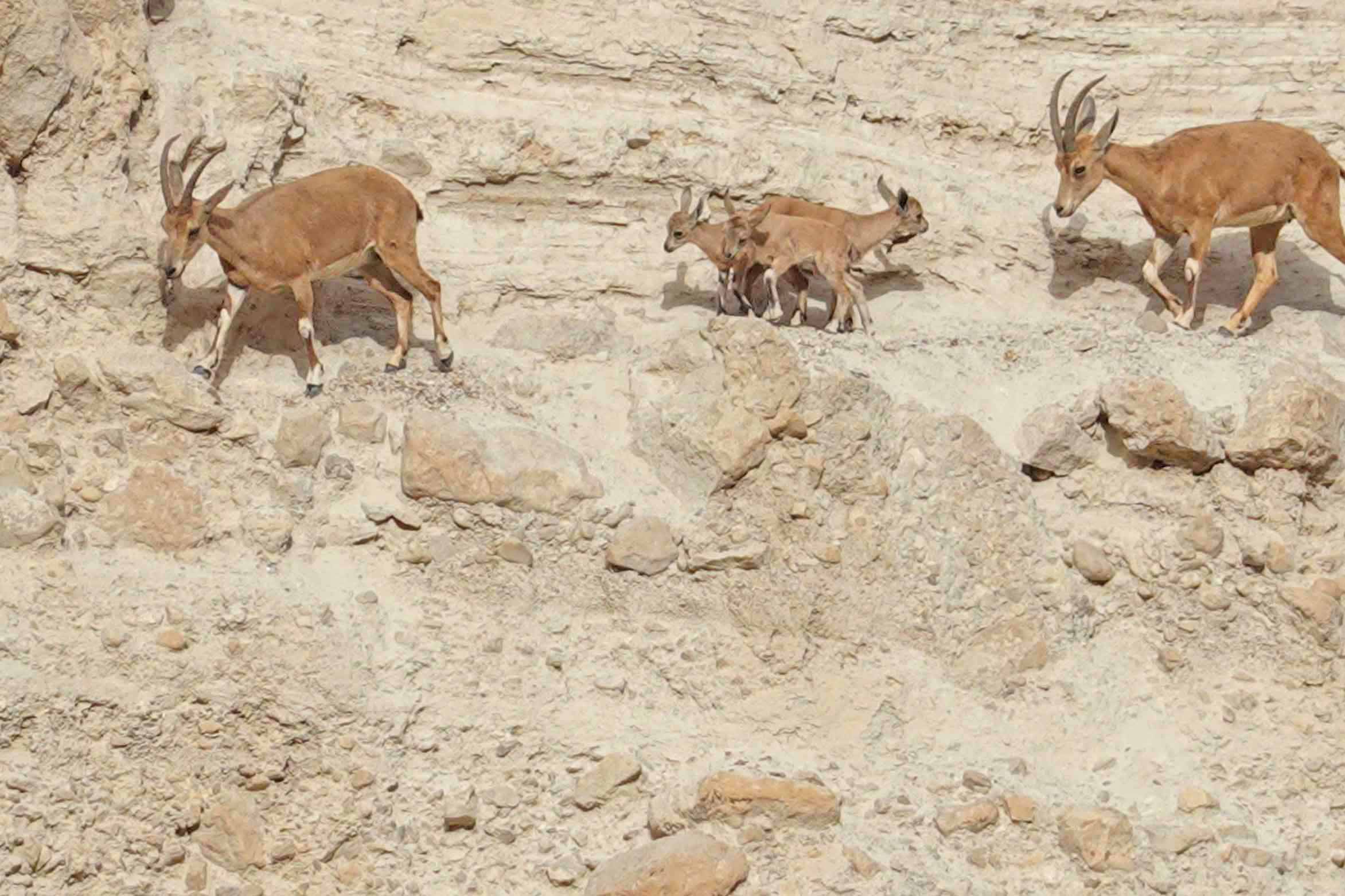 Ibex of the Ein Gedi Nature Reserve