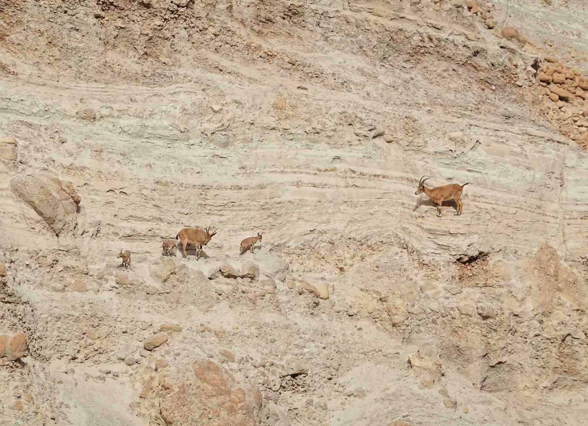 Ibex of the Ein Gedi Nature Reserve