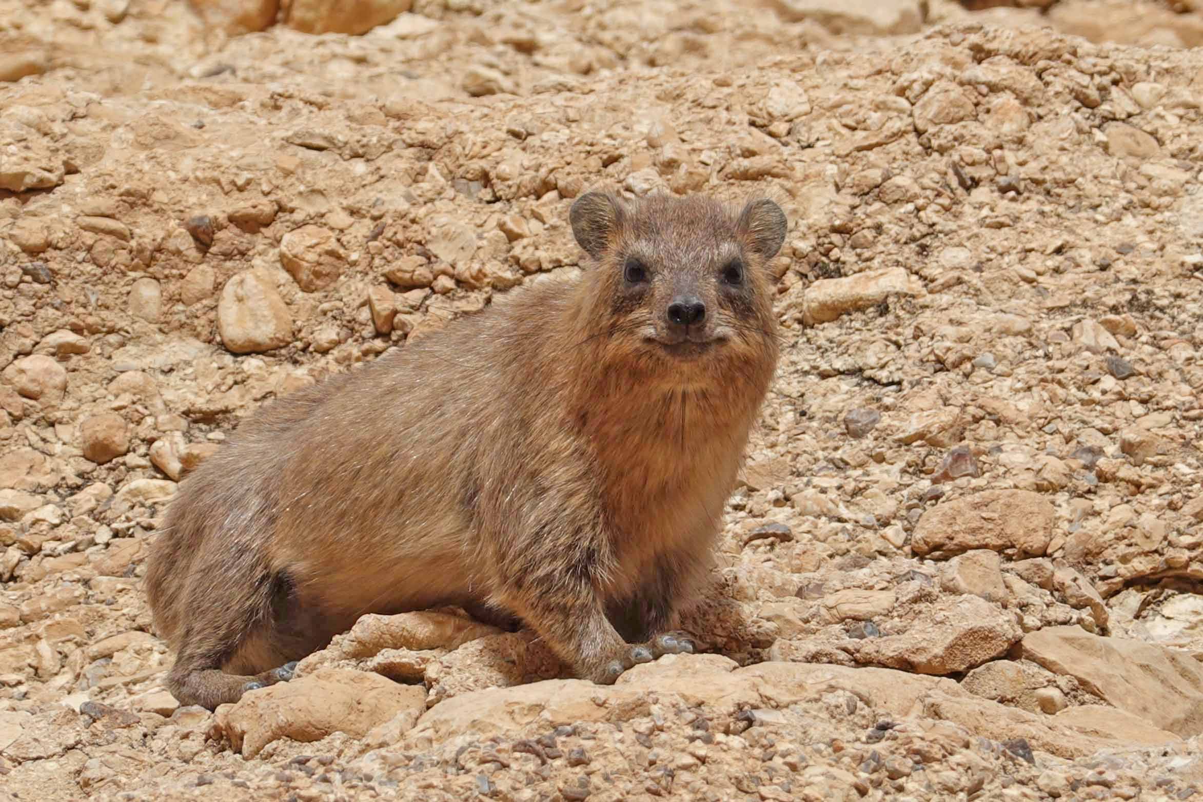 Rock Hyrax of the Ein Gedi Nature Reserve