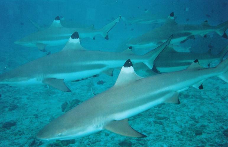 Shark Feeding