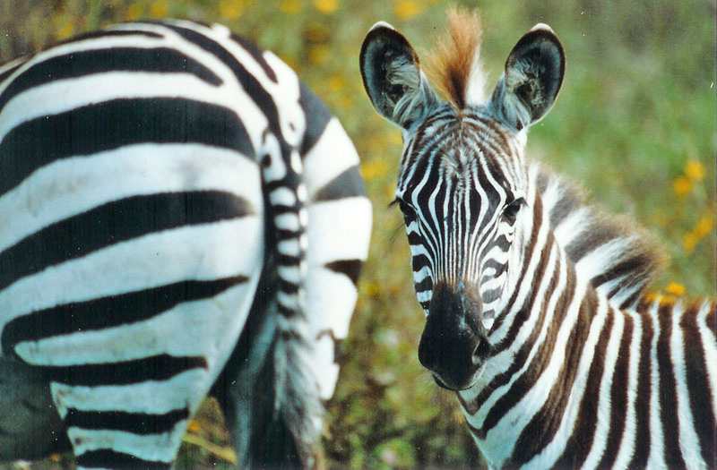 Zebra